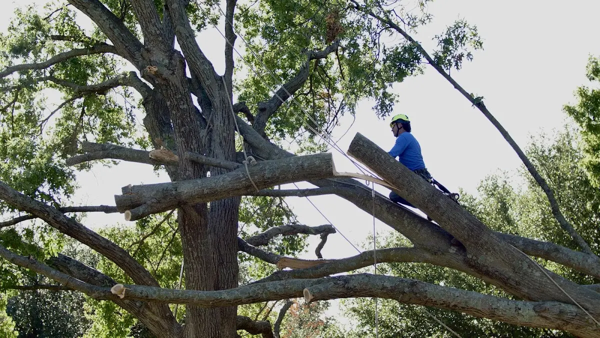 Professional Crown Thinning performed by certified arborists in Pacifica