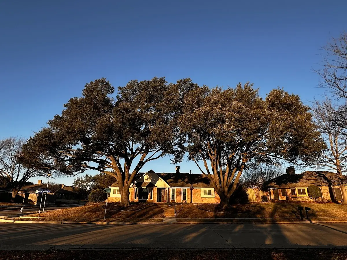 Established residential canopy tree shading a home in Pacifica